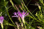 Narrowleaf ironweed 